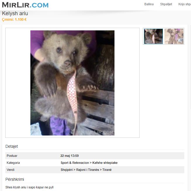 Tiranë, ariu i murrmë shitet online për 1100€