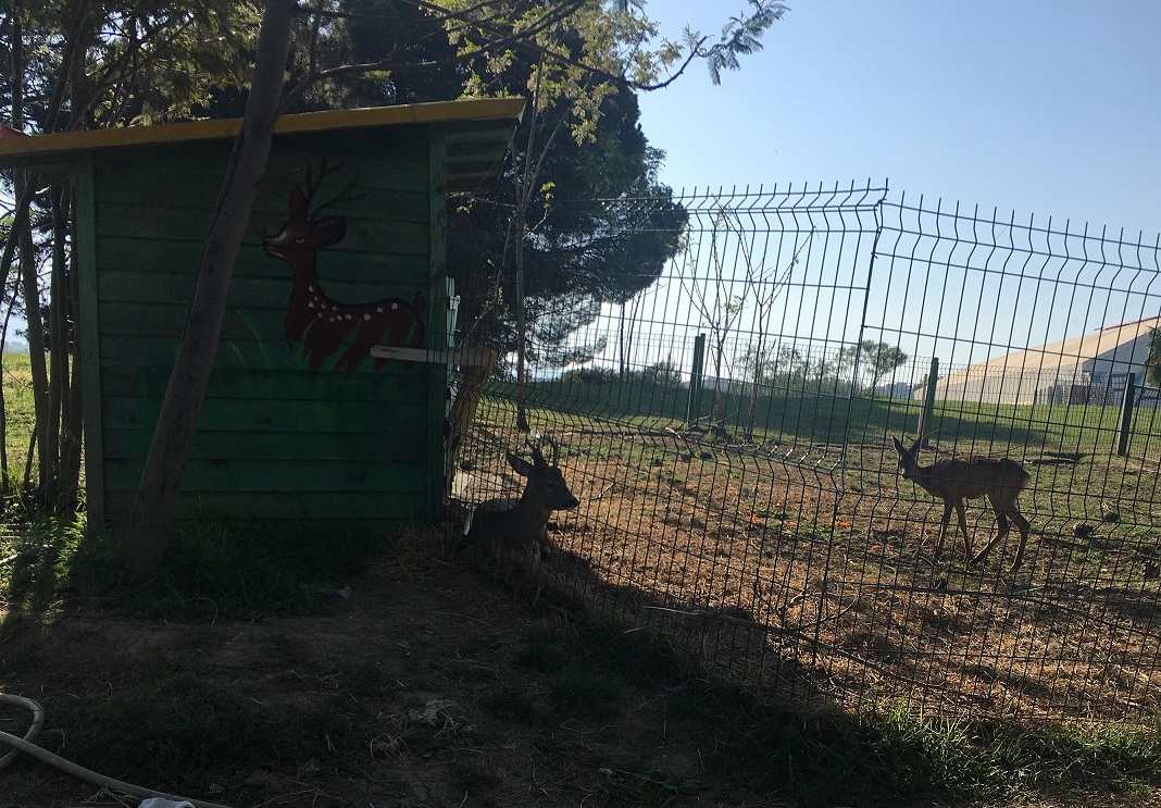 Kafshë në kaptivitet, buzë liqenit artificial të Tiranës mbahet në kafaz dy kaproj
