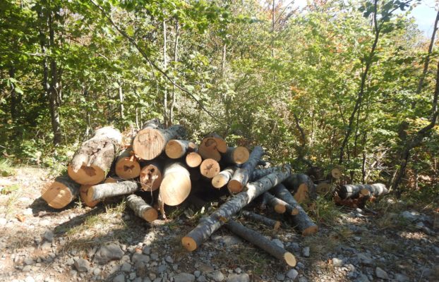 Mali Zepës, tjetër raportim për prerjet e paligjshme të pyjeve