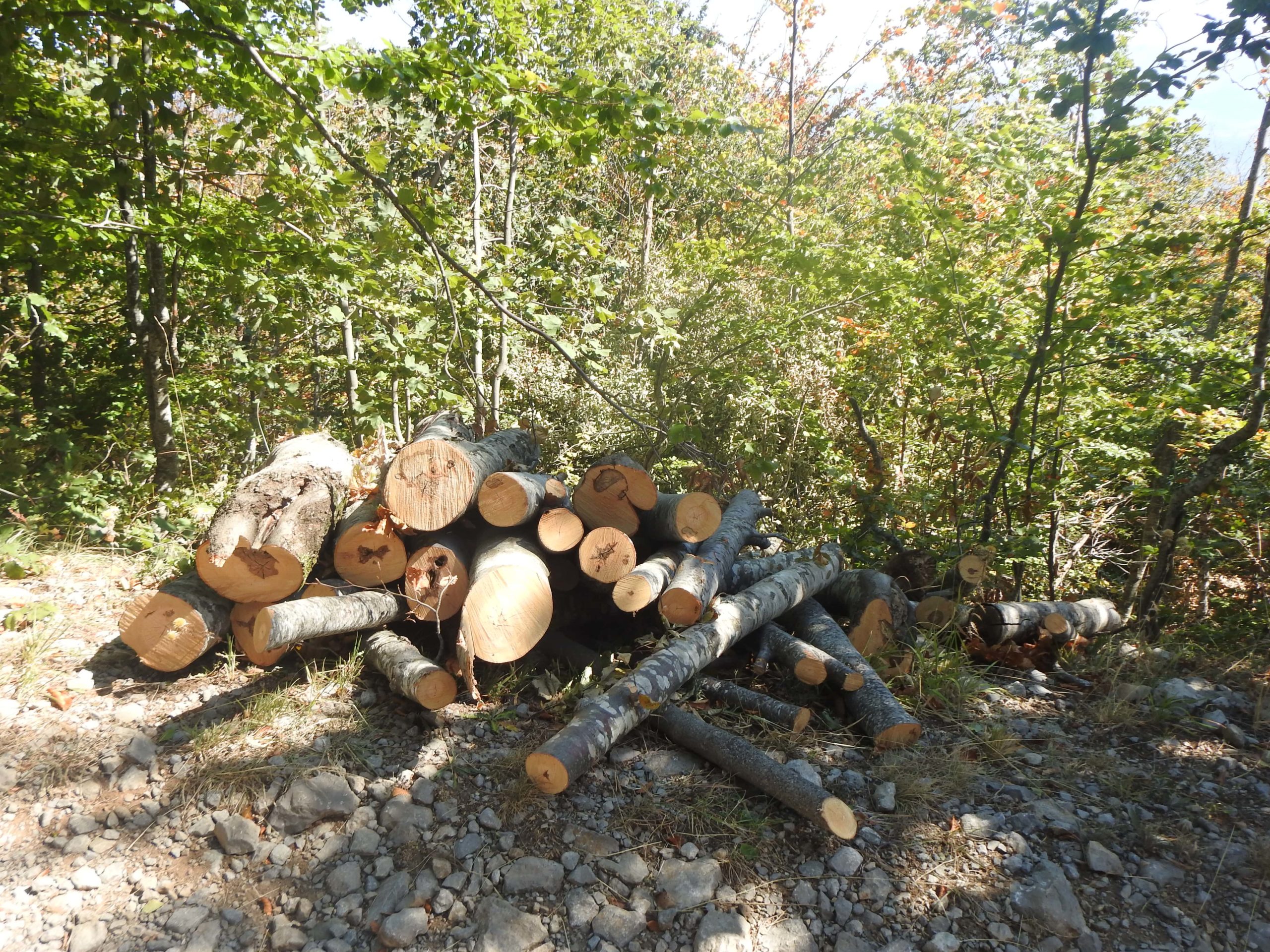 Mali Zepës, tjetër raportim për prerjet e paligjshme të pyjeve