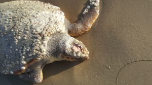 Durrës, vritet breshka e detit