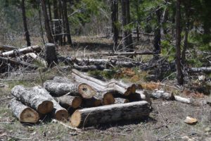 Pukë, prerje pyjesh në Malin e Zebës
