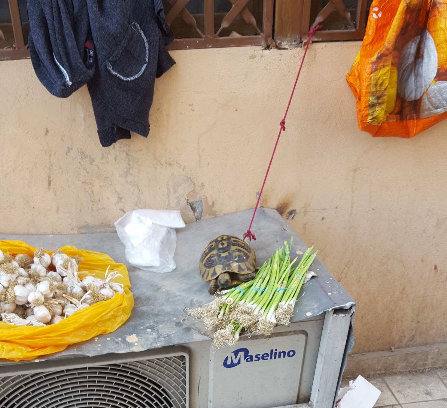 Tiranë, veç perimeve në pazar shiten edhe breshka të zakonshme